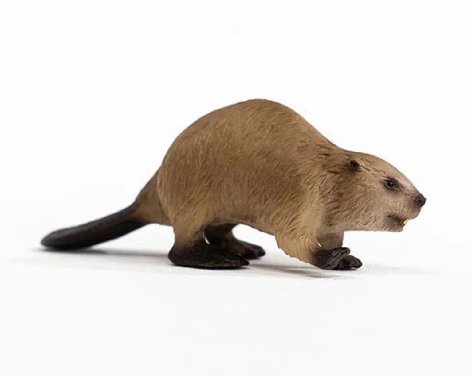 Beaver 14855